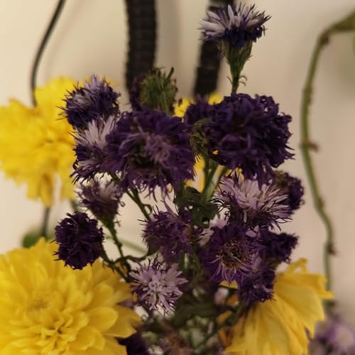 फूल सी कविता (Phool si Kavita)