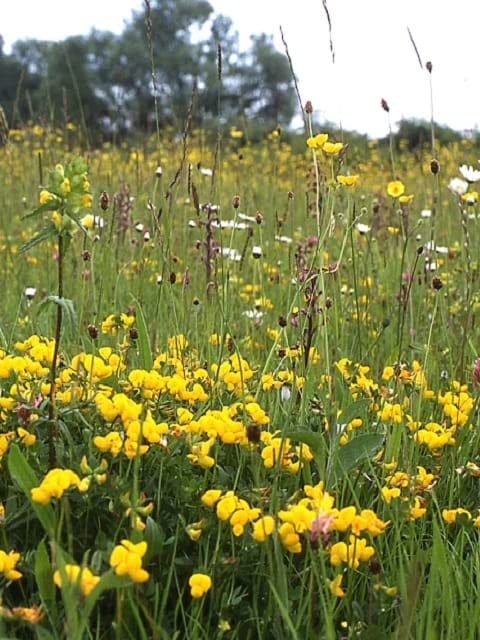 Boston Seeds Wild Flowers Seed (1kg) - for Planting Wild Flowers in Dry, Sandy & Loam Soils. Native British Wildflowers for a Radiant, Colourful Meadow.