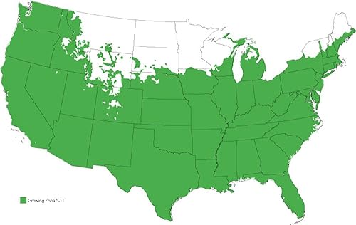 Miniatura 7 de Royal Purple Liriope, Live Planta, incluye mezcla especial Fertilizante & Plantación Guide, Púrpura