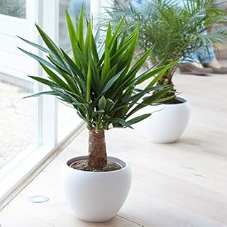 Yucca Elephantipes Plant - Live Premium Evergreen Indoor Houseplant in 12cm Pot