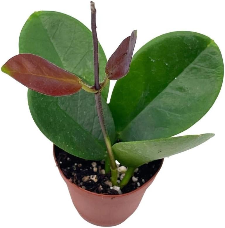 BubbleBlooms Hoya Australis in a 2 inch Pot, Live Rooted Potted Tiny Mini Pixie Plant