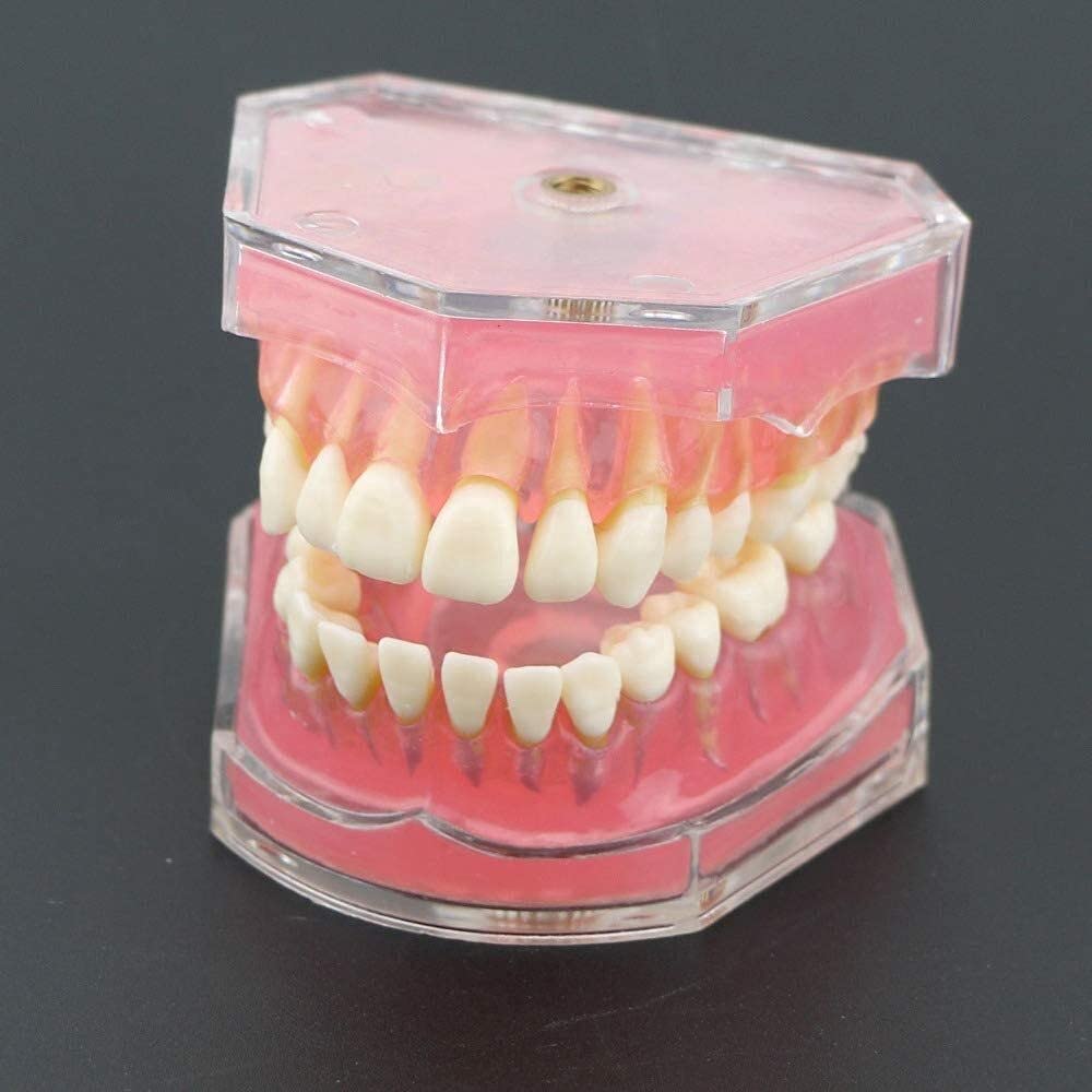 Modèle D'organe Dentaire Modèle Standard avec Dents Amovibles Étude Dentaire Modèle Anatomique