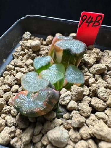 万象 多肉植物 ハオルチア 観葉植物」の人気商品一覧 | 安い商品を通販