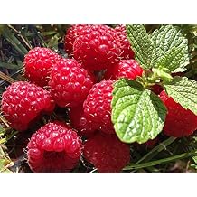 Ahududu Rasberry u 10+