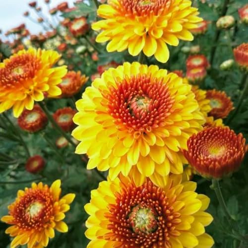 Chrysanthemum Plant Live, Orange Mum Plant, 5 to 7 Inc