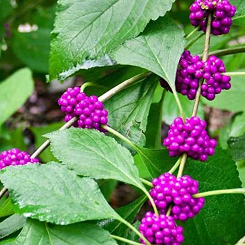 Fruit Seeds For Planting American Beautyberry Seeds 40 Pcs Non-Gmo Organic French Mulberry Callicarpa Americana Shrub Bush Tree Seed Attract Pollinators Easy Grow #TOP1