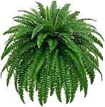 48" Large Artificial Boston Fern Plants for Outdoor Indoor, Fake Ferns for Front Porch Hanging, Faux Greenery Bushes for Home Garden Office Decor, Silk Fern with Realistic Fronds, 88 Branches