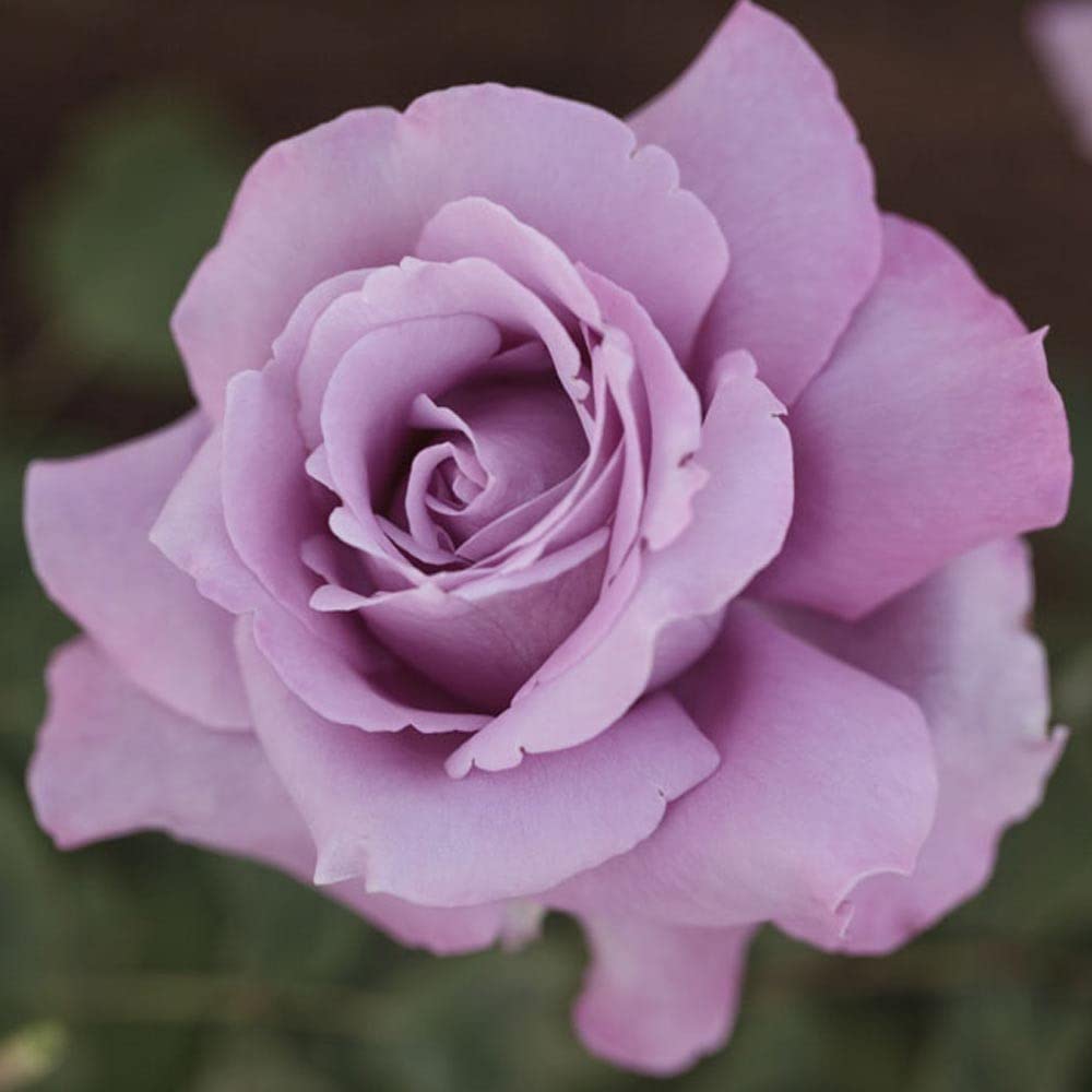 AMDGarden Pianta Rosa Profumata Charles de Gaulle Meilland Viola Lilla Alberello Vaso 24 cm