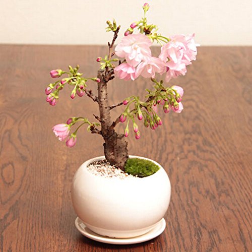 10 piezas Semi di Sakura Semi Sakura japonés Fiore Bonsai Fiore Sakura