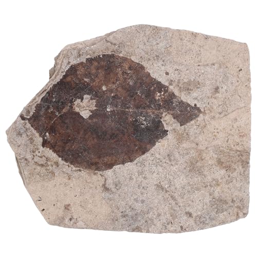 ERINGOGO Plant Fossilized Plant Leaf Ginkgo Leaf Specimen Decor Plants Paleontology Collection Adornment Education Real