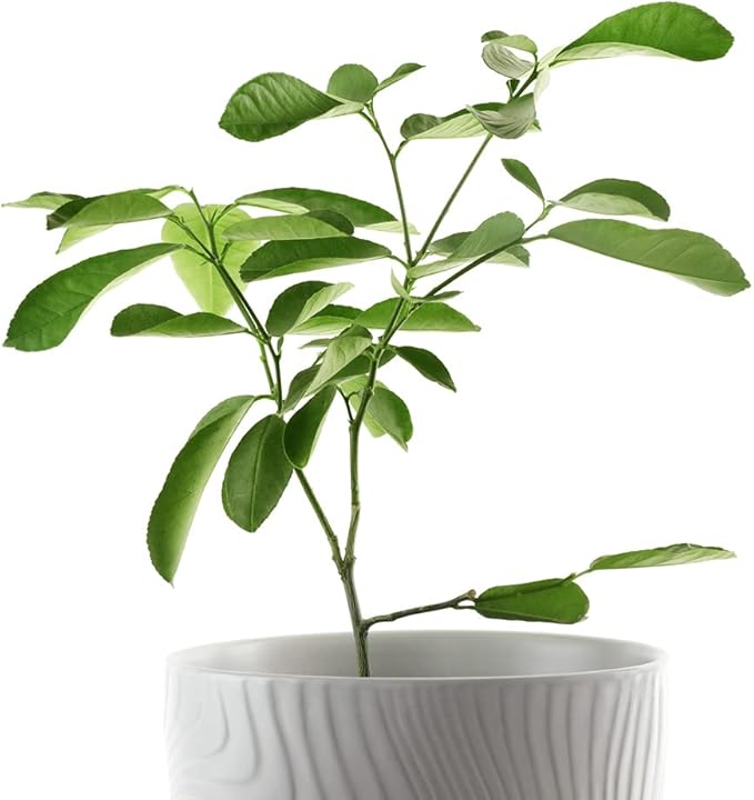 YouGarden Citrus 'Mexican Lime' in 9cm Pot, Grow Your Own Limes, Citrus