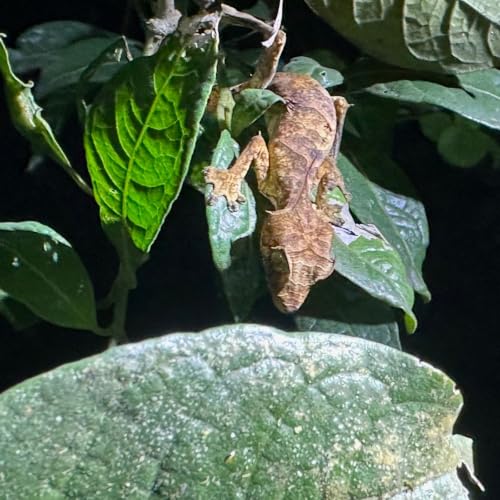 Hydration for Satanic Leaf-tailed Geckos