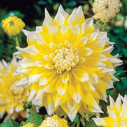 Grand Prix Dahlia - 5 Gallon Size Bare Root Tuber