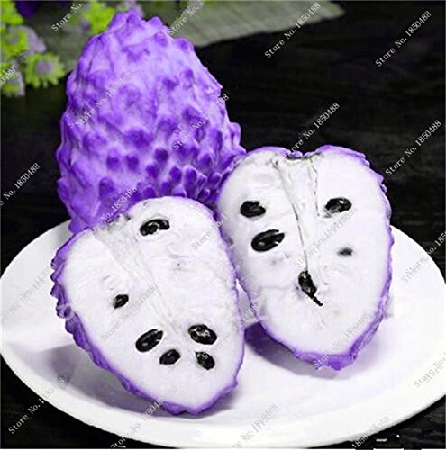 Graines de corossol Annona Bonsaï Japon Graines de plantes en pot Sweetsop Heirloom Graines de fruits juteux Arbre vivace d'extérieur rare Paquet de 500 graines