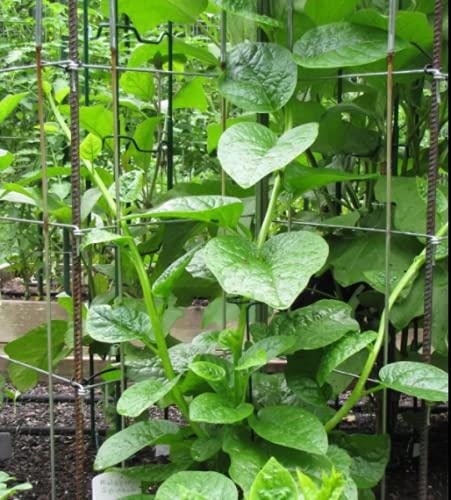 200+ Malabar Spinach Seeds for Planting - Ceylon Spinach Rau Mong TOI Green Stem Malabar Seeds