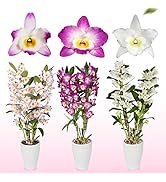 Bambus Dendrobium Nobile Orchideen-Kollektion, 3 echte große Zimmerpflanzen aus Holland, 30-40 cm...