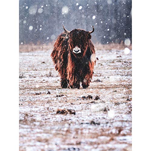 Minear Bison In Snow Canvas Wall Art Print