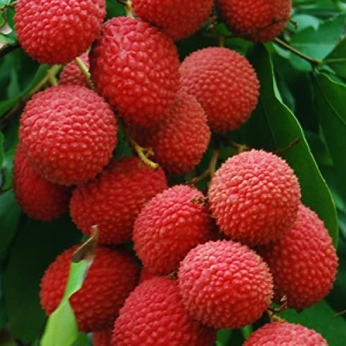 Mphmi Plants Hybrid Litchi chinensis Tasty Tropical Dwarf Lychee Fruit Healthy Plant (B09KCF1L33) Amazon Price History, Amazon Price Tracker