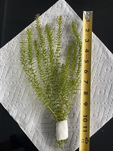 New Anacharis Egeria Elodea Densa Tropical Live Aquarium Aquatic Plant BUY2 +1 Free