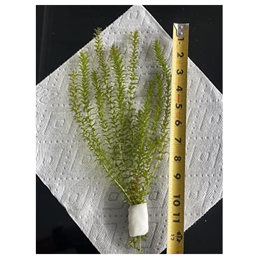 New Anacharis Egeria Elodea Densa Tropical Live Aquarium Aquatic Plant BUY2 +1 Free