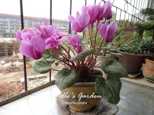 Graines Vivaces De Cyclamen Multicolores Plantes À Fleurs Vivaces Graines De Cyclamen Graines De Fleurs Graines De Bonsaï