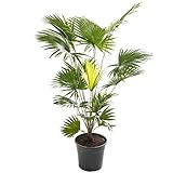 Livistona Fächerpalme, große Zimmerpflanze, tropisches Gewächs, immergrün, hohe Pflanzen.