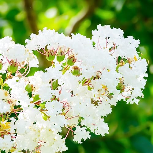 矮性サルスベリの苗木 品種：With Love・ヴァージン 5号ポット 1個売り【品種で選べる花木苗】学名：Lagerstroemia indica With love 'Virgin'/ミソハギ科サルスベリ属 耐寒性落葉小高木/別名：百日紅(ヒャクジツコウ)●「ウィズ ラブ」シリーズは、ヨーロッパで生まれた新しいサルスベリです。そのなかでも本種「ヴァージン」は、純白の花色に、フリルのようにウェーブがかった花びらが魅力的です。開花期が長く、コンパクトな樹形が特徴で、寄植えや鉢植えはもちろん、グランドカバーとしても楽しめます。耐寒性、耐暑性にすぐれ、育てやすいので、初心者の方にもピッタリです。夏から秋のあいだ繰り返し開花し、成熟が早いため、樹が小さいうちから開花が期待できます。【※出荷タイミングにより、苗の大きさは多少大きくなったり小さくなったりしますが、生育に問題が無い苗を選んで出荷します。植物ですので多少の葉傷み等がある場合もございます】のサムネイル