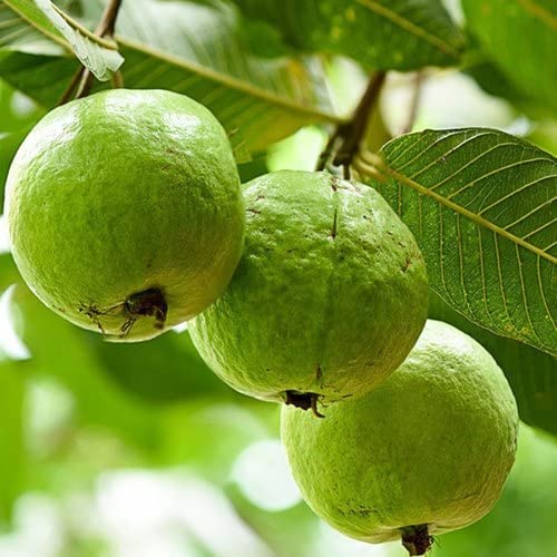 See full amazon price history chart for Door to Garden Red Amrud Plant Fruit Tree Guava Rare Apple Guava (Red Flesh - Shape) Outdoor fo home and garden Door to Garden Red Amrud Plant Fruit Tree Guava Rare Apple Guava (Red Flesh - Shape) Outdoor fo home and garden (B0B7B4HJGK) Amazon Price History, Amazon Price Tracker