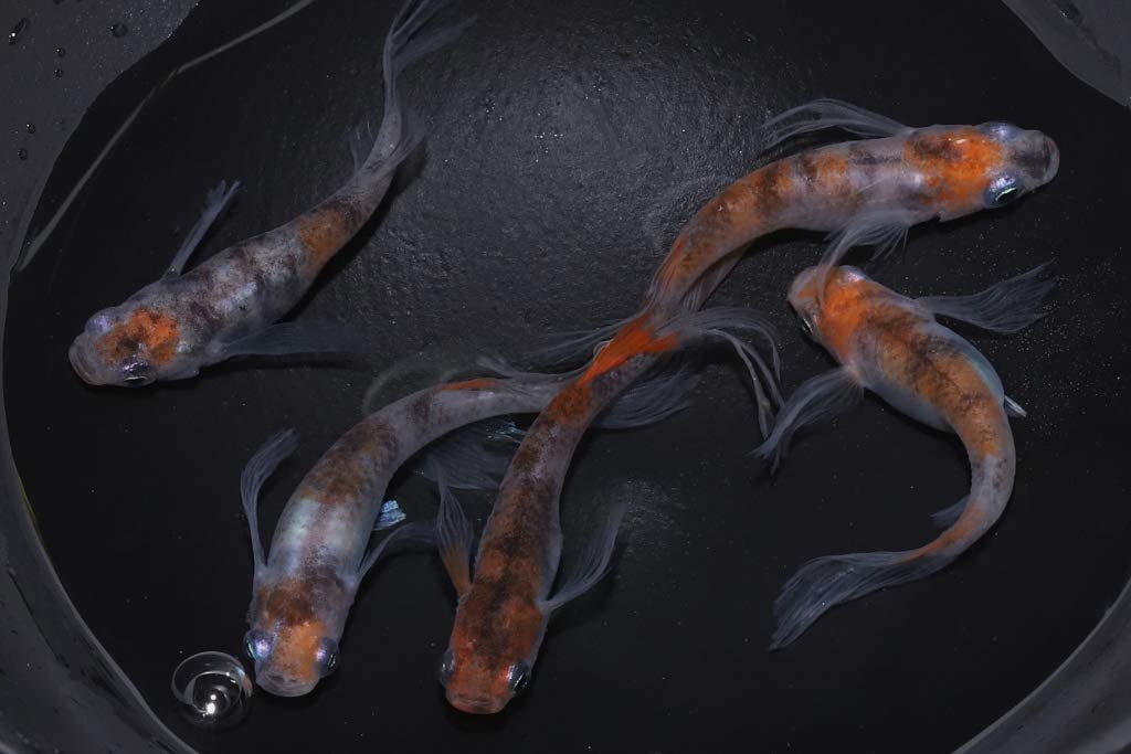 Amazon | 【めだか専門店猫飯】 松井ヒレ長三毛猫めだかの稚魚10匹