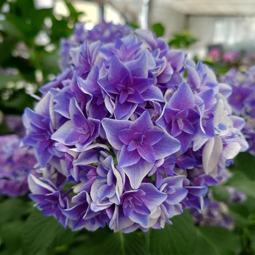 Amazon.co.jp: 予約販売 アジサイ 凰龍 9cmポット 登録品種