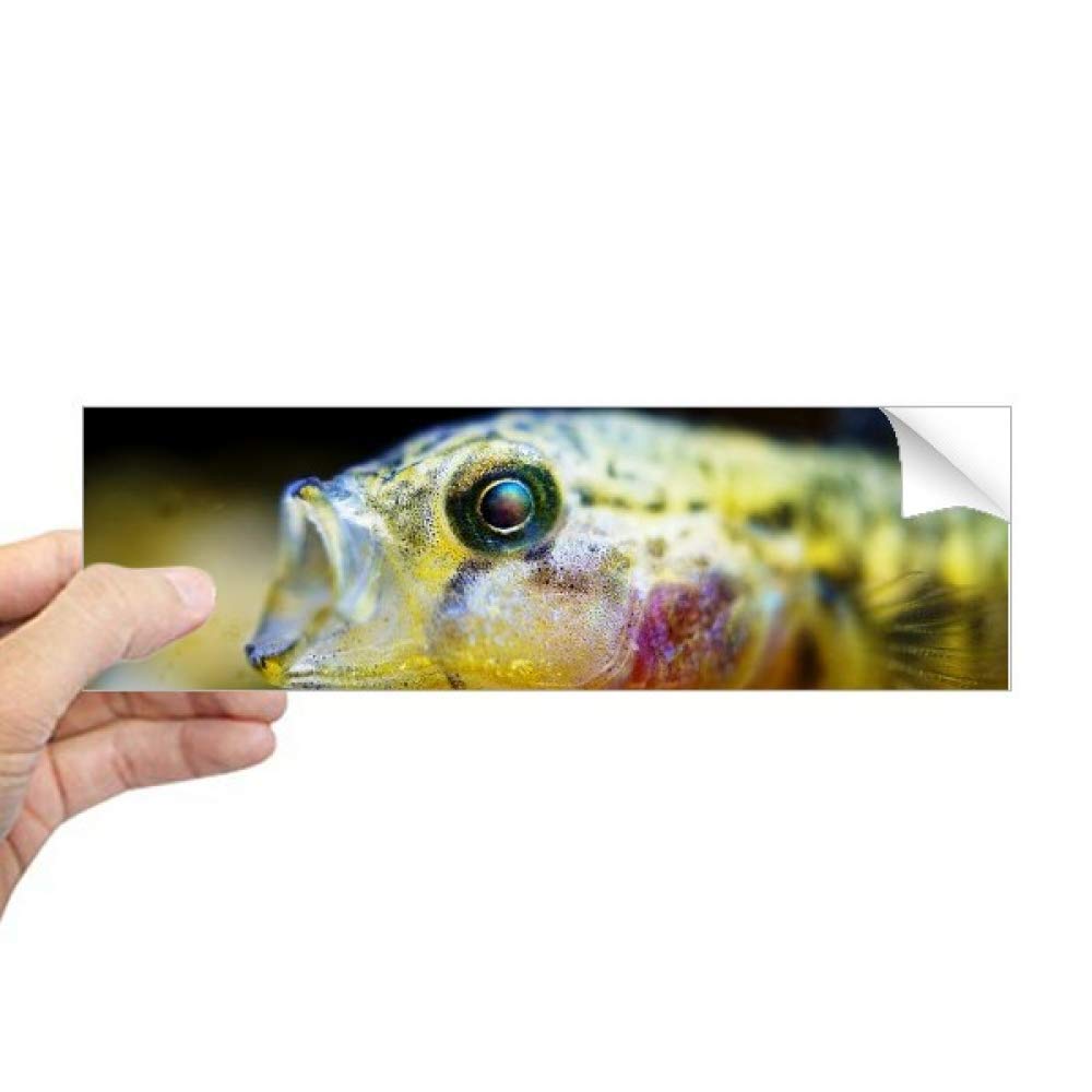 Autocollant pour ordinateur portable poissons tropicaux DIYthinker rectangle