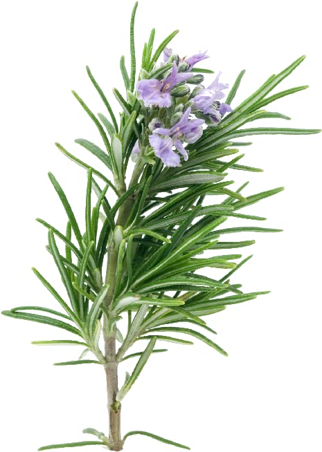 Audbhidhi Rosemary Herbs Seeds F1 Hybrid Herbs Seeds For Home Gardening (Pack of 10 Seeds) & Planting (B0BHSZZSW8) Amazon Price History, Amazon Price Tracker
