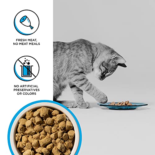 Bixbi Rawbble Freeze Dried Cat Food, Chicken & Salmon Recipe, 10 Oz - 95% Meat And Organs, No Fillers - Pantry-Friendly Raw Cat Food For Meal, Treat Or Food Topper - Usa Made In Small Batches #TOP2