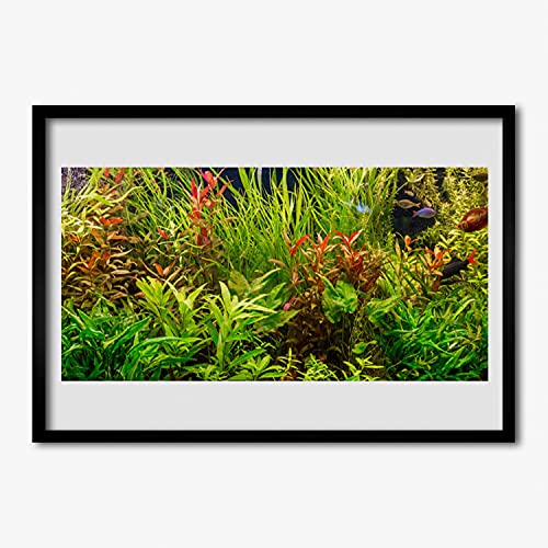 Image murale plantes de poisson d'aquarium avec cadre en MDF Tulup 70x50 cm finition premium