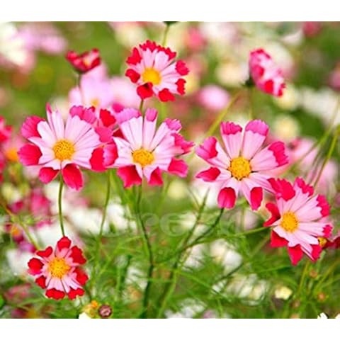 Cosmos Sea Shells Mixed 400 Seeds + Freebie + Plant tag Cosmos Bipinnatus Cover