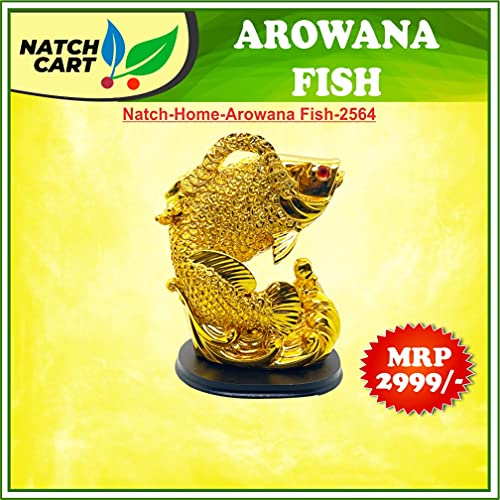 Image of Fengshui Exclusive Medium Size Polyresin Golden Arowana Fish Showpiece for Office Decor, Home Decoration (AF-2564)