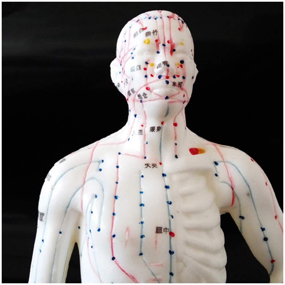 Sjdopulse Human Acupuncture Model - 26Cm Mini Acupuncture Model - Chinese Medicine Meridian Point Whole Body Massage Acupuncture Model - For Study Teaching