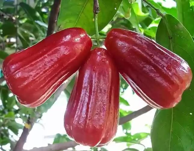 9EzTropical - Black Gold Wax Apple Fruit Tree - 2 Feet Tall - Ship in 1 Gal Pot