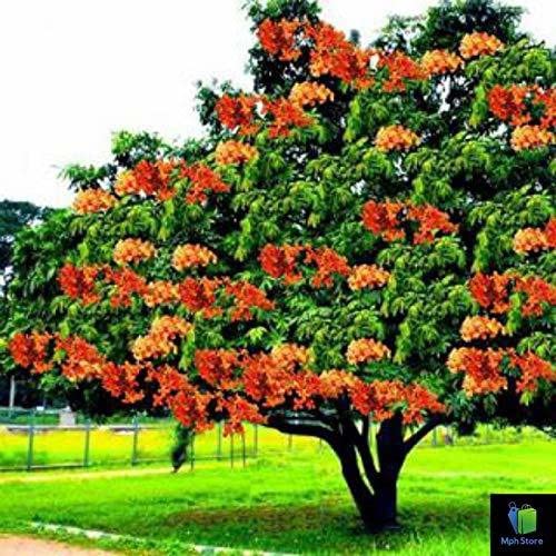 The Entacloo Ashok Plant (KH-423)