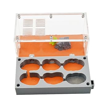 Amazon | アリの巣 3D 平面 アリの巣 観察キット 石膏製 蟻 飼育