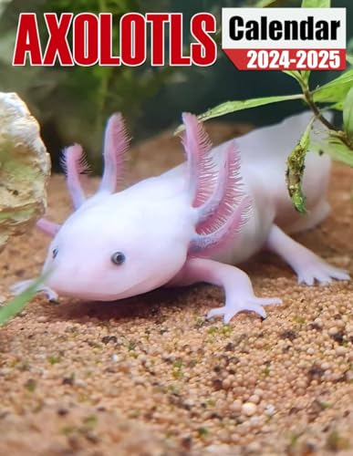 Axolotls Calendar 2024-2025: Bring Joy and Stay Organized with Our 24-Month 2024-202 Perfect for Gifting or White Elephant Parties, Christmas Gift -  Independently published