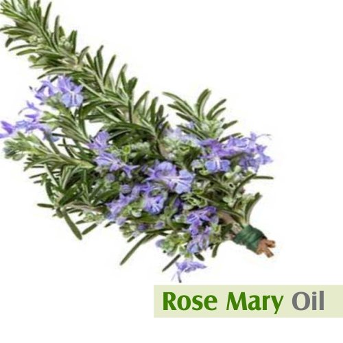 Image of Salvia Rosemary Oil (Rosmarinus officinalis) Essential Oil for Aromatherapy & DIY Blends - Herbal Oil for Skincare, Massage & Fragrance Use - 50 ml / 1.69 fl oz