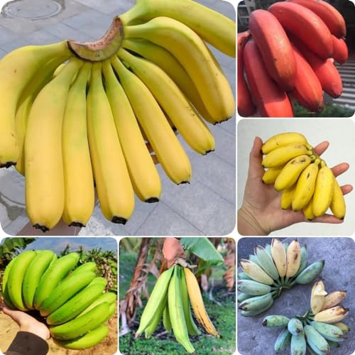 150 piezas semillas de plantas de plátano, árboles frutales bonsai maceta plantas exóticas semillas de plantas de plátano, semilla, planta balcon fruta columnar resistente regalos