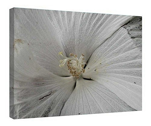 Toile Hibiscus blanc encadrée en bois 40x50 cm prête à poser