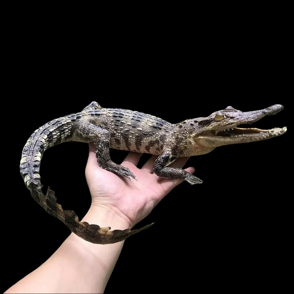 1 PC 50-60cm/20-24inches Real Crocodile Taxidermy Specimen Animal Skull Rare Decor Stuffed Craft