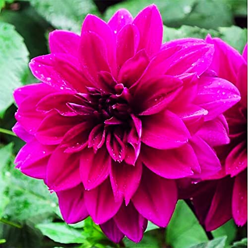 Thomas Edison Dahlia - 5 Gallon Size Bare Root Tuber Pink - Elegant Pink Blooms for Spring Planting 2025 - Perfect for Gardens and Floral Arrangements