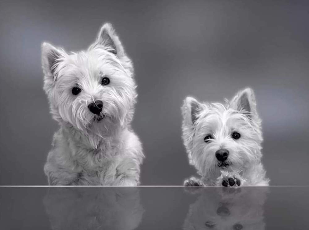Czczcz Men's White Diy 5D Mosaics Diamond Painting Kit For Kids,Full Drill Round Crystals Cross Stitch Pictures Embroidery Rhinestones,Arts Craft Wall Decor,West Highland Terrier Puppy, Westie Dog 30X40cm