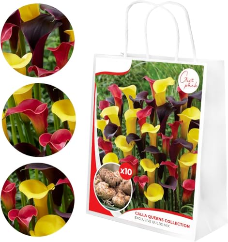 Calla Lilien Zwiebeln Winterhart Mehrjährig - Zantedeschia Königinnen Kollektion - 10 große Blumenzwiebeln - Echte Pflanzen aus Holland - für Garten und Topf (kein Samen, nicht künstlich)