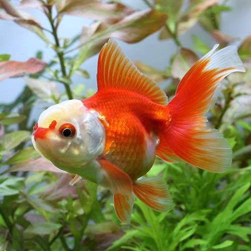 (国産金魚)飯田オランダ獅子頭 更紗(1匹)