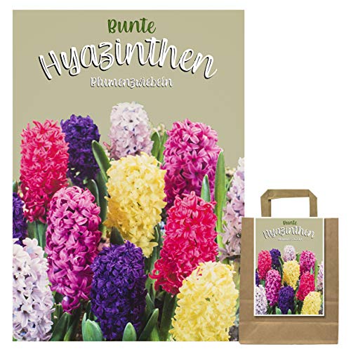 Set aus 15 Hyazinthen Zwiebeln MIX in Geschenkverpackung - winterharte Knollen - Frühjahrsblüher Blumenzwiebel Hyazinthe (15 Zwiebel Hyazinthen mix)